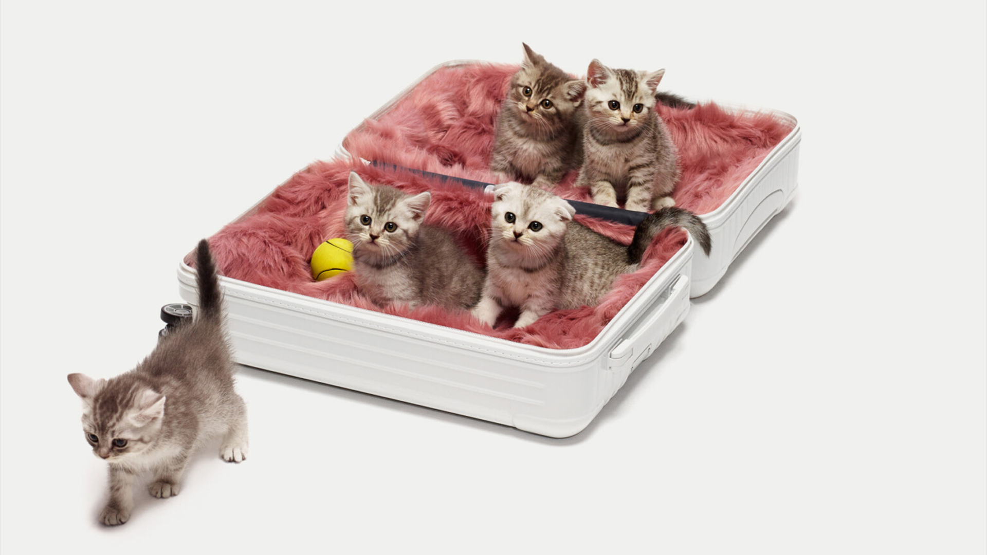 RIMOWA still life, kittens in rimowa