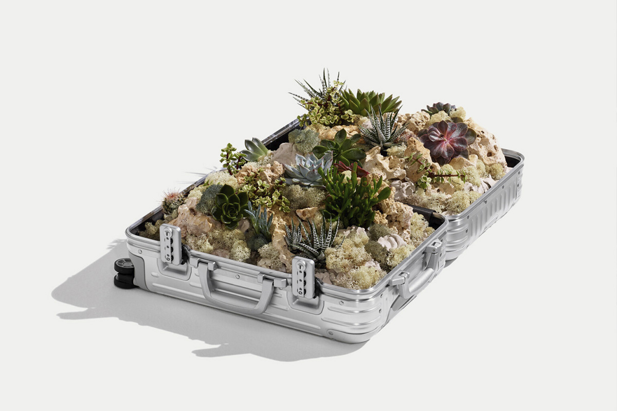 RIMOWA still life - succulents paradise