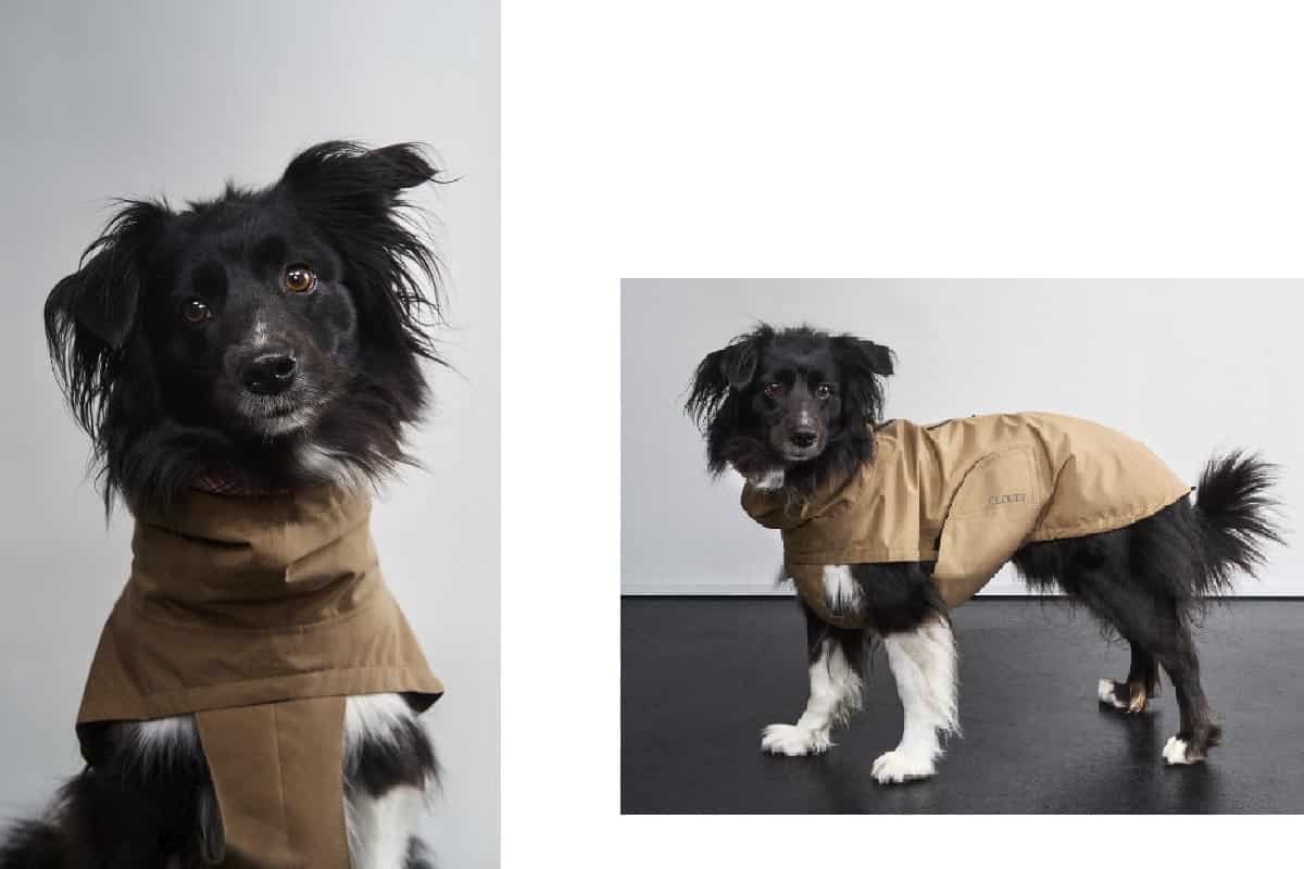Black and white dog in a brown jacket from Cloud7 Herbst/Winter 25 campaign, photographed at raw studios Berlin.
