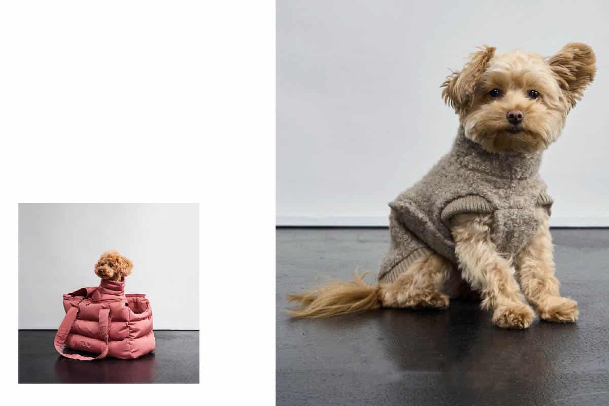 Small beige dog in a cozy sweater and pink carrier bag from Cloud7 Fall Winter 25 collection, shot at raw studios Berlin.